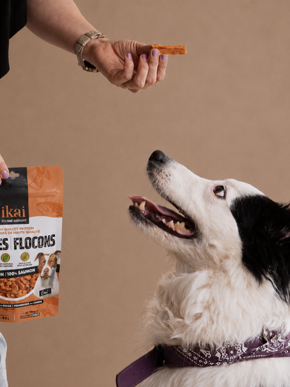 PACK PERRO: 2 snacks + 2 flakes